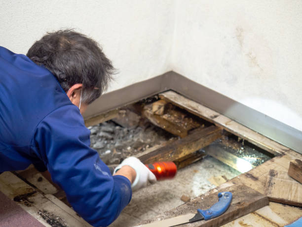 Mold Testing and Removal in Warm Beach, WA