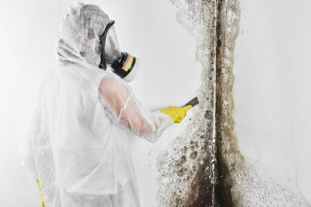 Best Commercial Mold Removal  in Rm Beach, WA
