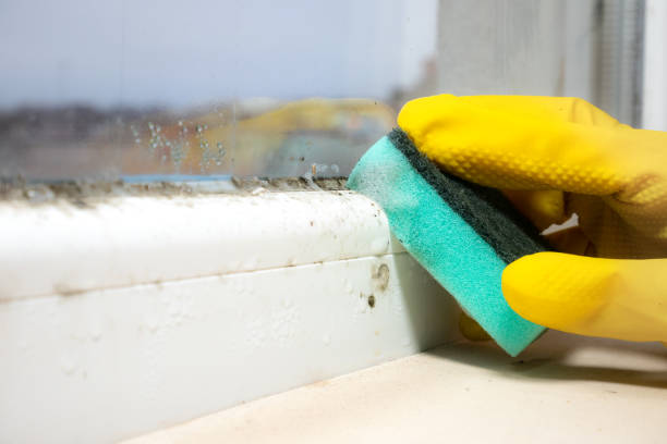Best Toxic Mold Removal  in Rm Beach, WA