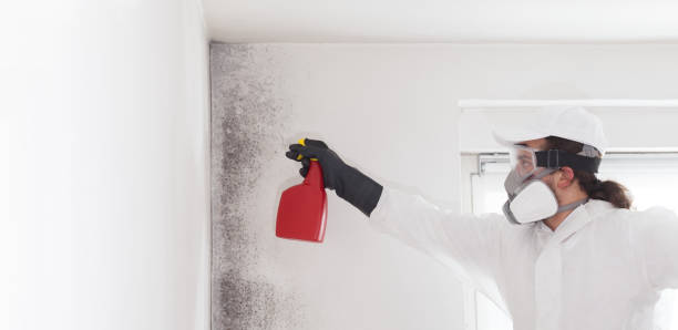 Best Attic Mold Removal  in Rm Beach, WA