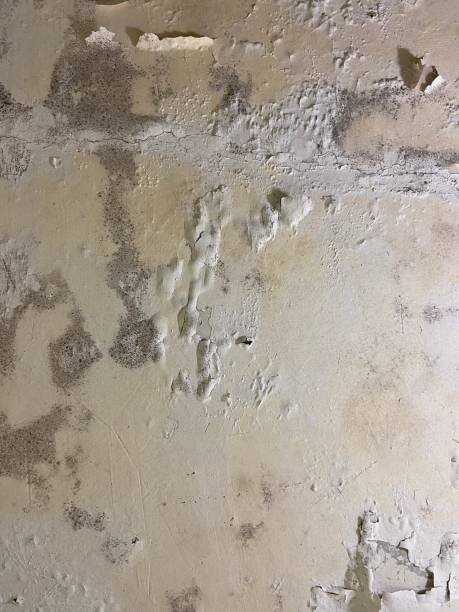 Reliable Warm Beach, WA Mold Removal Solutions