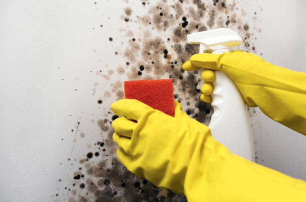 Best Black Mold Removal  in Rm Beach, WA