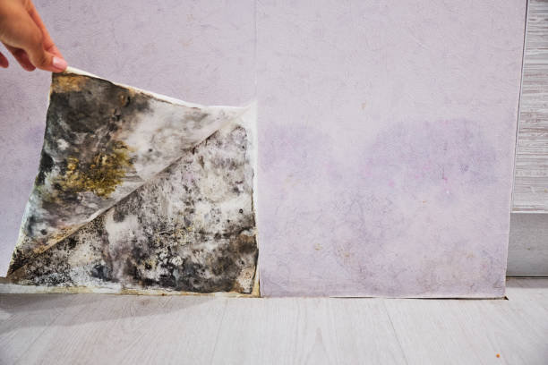 Best Local Mold Removal Service  in Rm Beach, WA